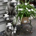L12. Raccoon sculpture. 
